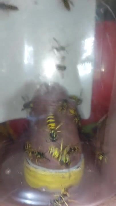 pain cbt insertion bdsm extrem pervers wasp