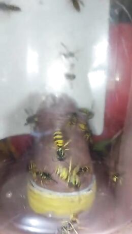 pain cbt insertion bdsm extrem pervers wasp