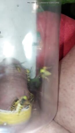 pain cbt insertion bdsm extrem pervers wasp